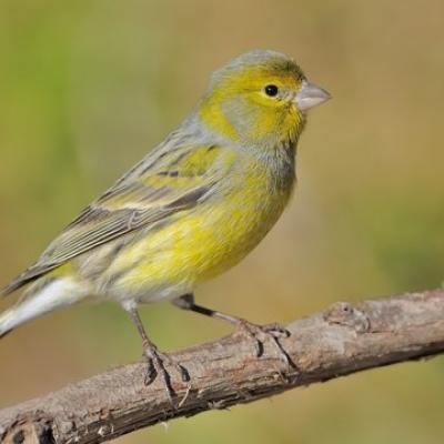 Serin des Canaries .Serinus canaria