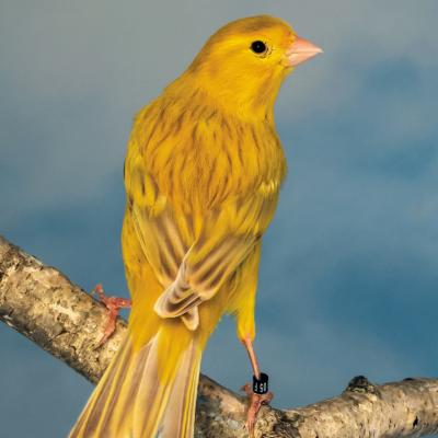 généralité sur les canaris