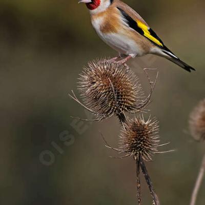 Chardonneret élégant - Carduelis carduelis