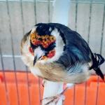 la mue des chardonnerets