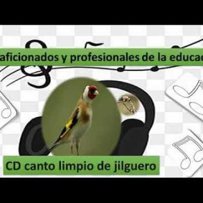 historia de l canto limpio de jilguero español