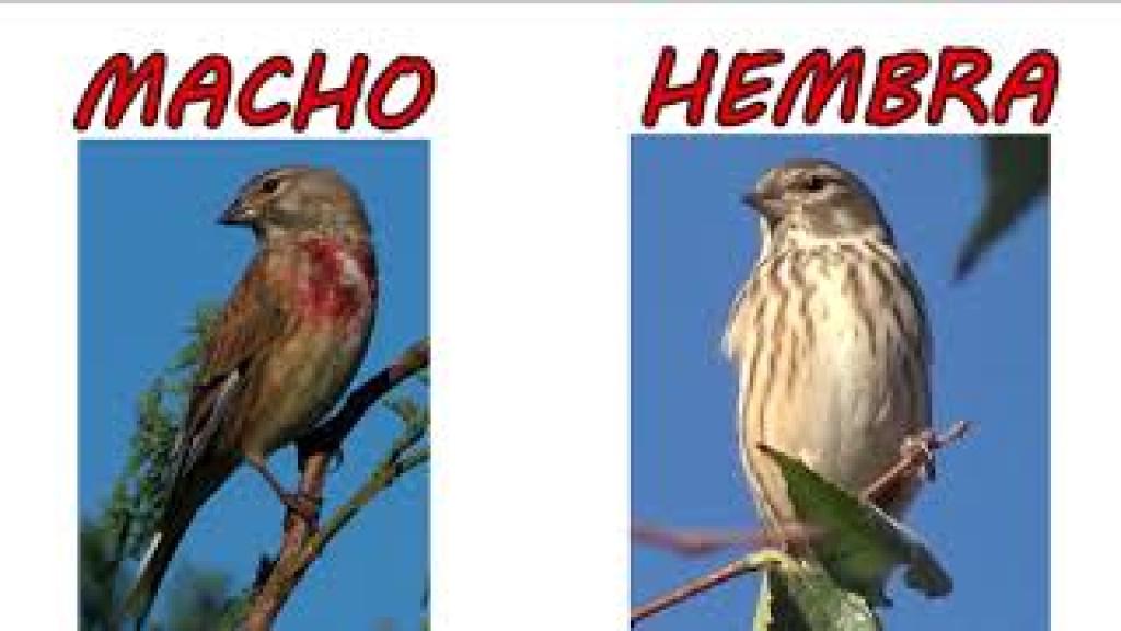 caracteristicas de los machos y hembras