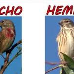 caracteristicas de los machos y hembras