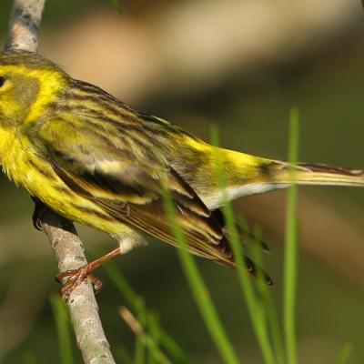 identification du serin cini