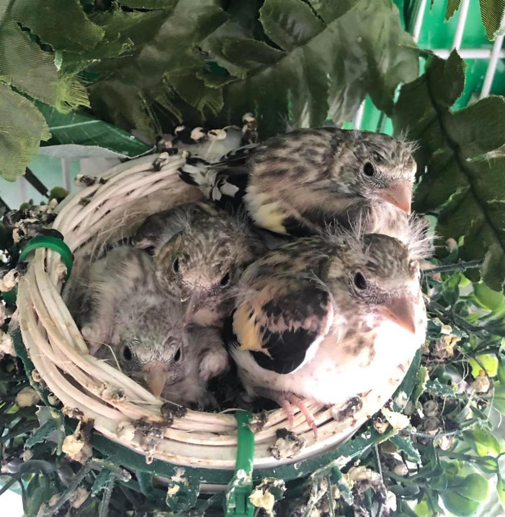 كيفية انتاج طائر الحسون في القفص